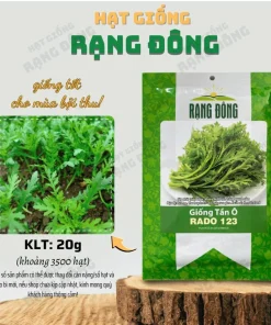Chrysanthemum Greens Seeds (Shungiku) - 3500 Seeds for Planting, Edible Asian Green - Image 3