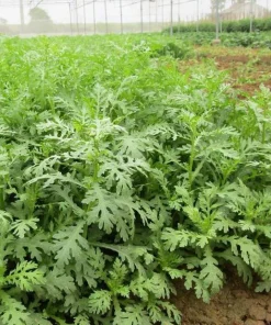 Chrysanthemum Greens Seeds (Shungiku) - 3500 Seeds for Planting, Edible Asian Green - Image 4