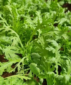 Chrysanthemum Greens Seeds (Shungiku) - 3500 Seeds for Planting, Edible Asian Green - Image 5