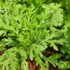 Chrysanthemum Greens Seeds (Shungiku) - 3500 Seeds for Planting, Edible Asian Green - Image 1