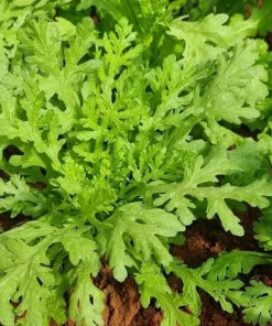 Chrysanthemum Greens Seeds (Shungiku) - 3500 Seeds for Planting, Edible Asian Green - Image 1