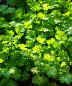 Cilantro Seeds | Bolt-Resistant Herb for Leaves & Seeds | 70 Seeds Packet - Image 3
