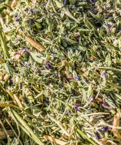 Cimarron Alfalfa Seeds - Medicago Sativa - 100 Seeds - Ground Cover Forage Purple Flower - Image 10