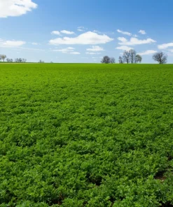 Cimarron Alfalfa Seeds - Medicago Sativa - 100 Seeds - Ground Cover Forage Purple Flower - Image 2