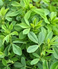 Cimarron Alfalfa Seeds - Medicago Sativa - 100 Seeds - Ground Cover Forage Purple Flower - Image 3