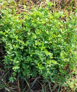 Cimarron Alfalfa Seeds - Medicago Sativa - 100 Seeds - Ground Cover Forage Purple Flower - Image 4