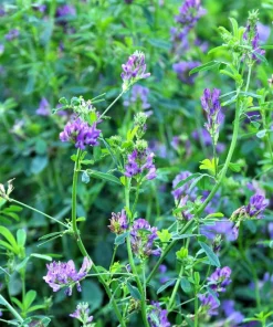 Cimarron Alfalfa Seeds - Medicago Sativa - 100 Seeds - Ground Cover Forage Purple Flower - Image 5