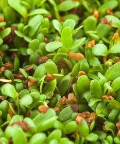 Cimarron Alfalfa Seeds - Medicago Sativa - 100 Seeds - Ground Cover Forage Purple Flower - Image 7