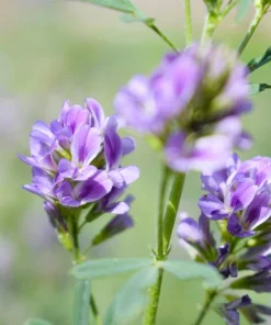 Cimarron Alfalfa Seeds - Medicago Sativa - 100 Seeds - Ground Cover Forage Purple Flower - Image 8