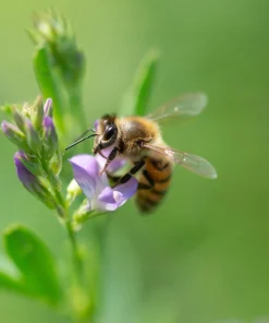 Cimarron Alfalfa Seeds - Medicago Sativa - 100 Seeds - Ground Cover Forage Purple Flower - Image 9