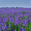 Cimarron Alfalfa Seeds - Medicago Sativa - 100 Seeds - Ground Cover Forage Purple Flower - Image 1