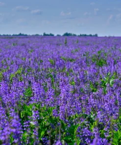 Cimarron Alfalfa Seeds - Medicago Sativa - 100 Seeds - Ground Cover Forage Purple Flower - Image 1