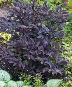 Cimicifuga Brunette #1 Bare Root Perennial Plant - Ideal for Shaded Areas - Image 3