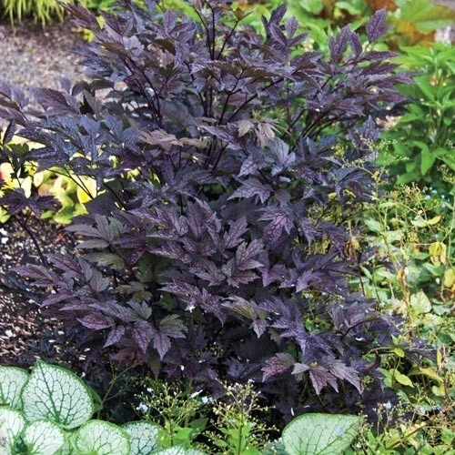 Cimicifuga Brunette #1 Bare Root Perennial Plant - Ideal for Shaded Areas - Image 3