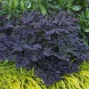 Cimicifuga Brunette #1 Bare Root Perennial Plant - Ideal for Shaded Areas - Image 1