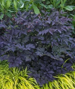 Cimicifuga Brunette #1 Bare Root Perennial Plant - Ideal for Shaded Areas - Image 1