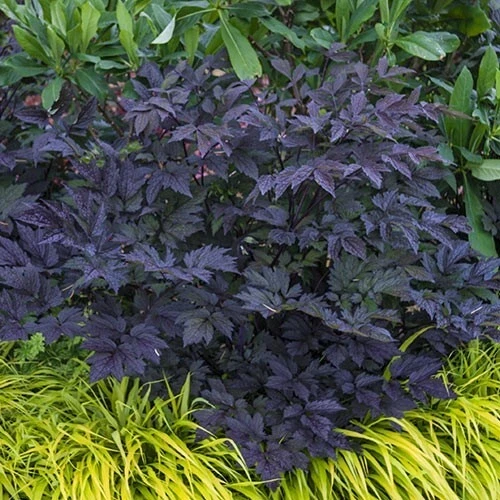 Cimicifuga Brunette #1 Bare Root Perennial Plant - Ideal for Shaded Areas - Image 1