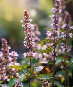 Cinnamon Basil Seeds - Heirloom Herb, Sweet Spice Flavor, 250 Seeds - Image 2