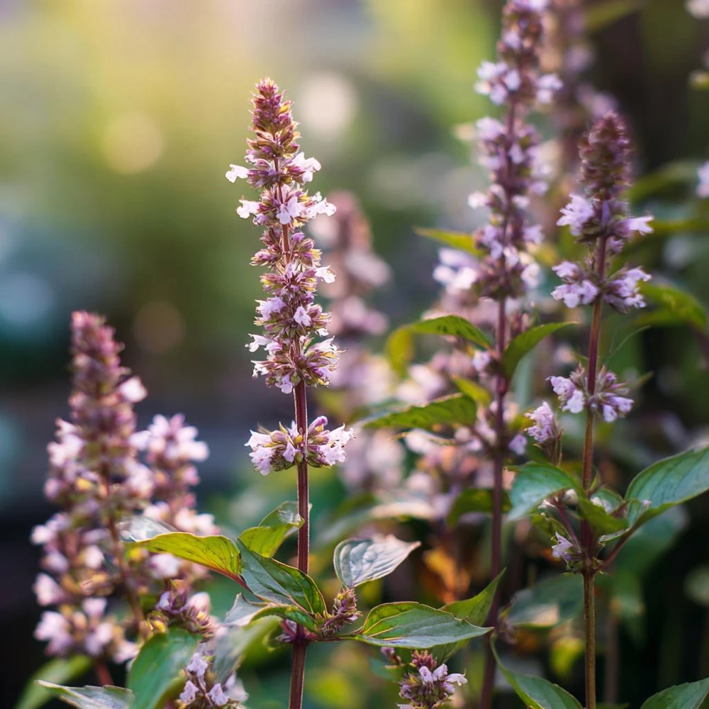 Cinnamon Basil Seeds - Heirloom Herb, Sweet Spice Flavor, 250 Seeds - Image 2