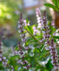 Cinnamon Basil Seeds - Heirloom Herb, Sweet Spice Flavor, 250 Seeds - Image 3