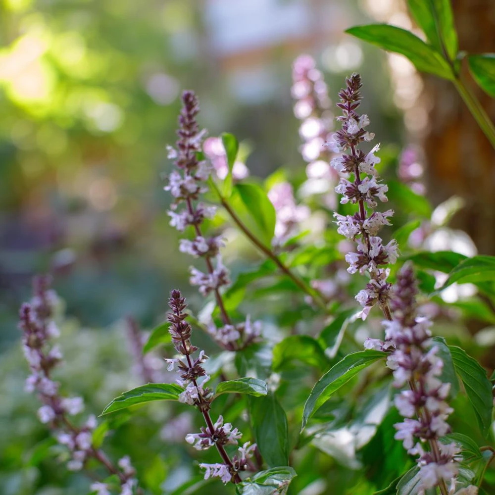 Cinnamon Basil Seeds - Heirloom Herb, Sweet Spice Flavor, 250 Seeds - Image 3