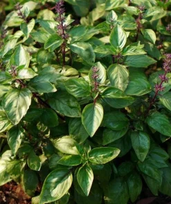 Cinnamon Basil Seeds - Heirloom Herb, Sweet Spice Flavor, 250 Seeds - Image 4