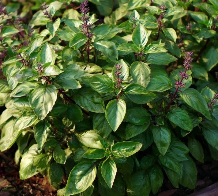 Cinnamon Basil Seeds - Heirloom Herb, Sweet Spice Flavor, 250 Seeds - Image 4