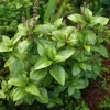 Cinnamon Basil Seeds - Heirloom Herb, Sweet Spice Flavor, 250 Seeds - Image 1