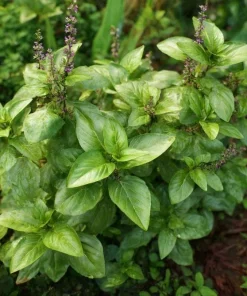 Cinnamon Basil Seeds - Heirloom Herb, Sweet Spice Flavor, 250 Seeds - Image 1