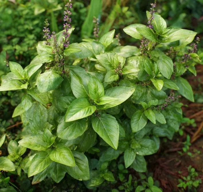 Cinnamon Basil Seeds - Heirloom Herb, Sweet Spice Flavor, 250 Seeds - Image 1