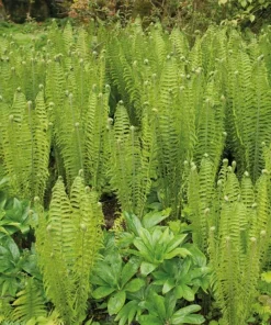 Cinnamon Fern Live Bare Roots - 5 Pack, 3-6