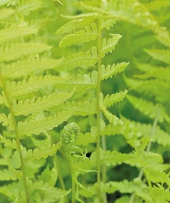 Cinnamon Fern Live Bare Roots - 5 Pack, 3-6
