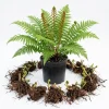 Cinnamon Fern Live Bare Roots - 5 Pack, 3-6" Long, Outdoor Perennial - Image 1
