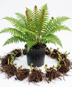 Cinnamon Fern Live Bare Roots - 5 Pack, 3-6" Long, Outdoor Perennial - Image 1