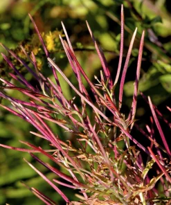 Cinnamon Willowherb Flower Seeds - Epilobium Coloratum - 100 Seeds - Image 2