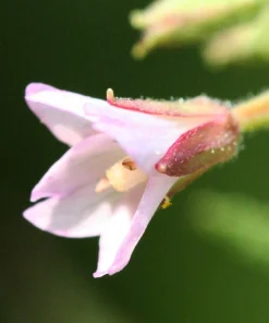 Cinnamon Willowherb Flower Seeds - Epilobium Coloratum - 100 Seeds - Image 4