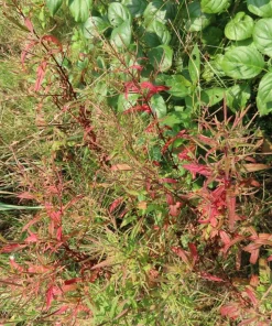 Cinnamon Willowherb Flower Seeds - Epilobium Coloratum - 100 Seeds - Image 5