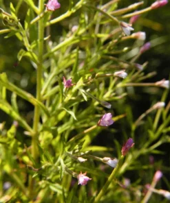 Cinnamon Willowherb Flower Seeds - Epilobium Coloratum - 100 Seeds - Image 6