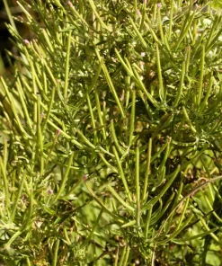Cinnamon Willowherb Flower Seeds - Epilobium Coloratum - 100 Seeds - Image 7