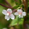 Cinnamon Willowherb Flower Seeds - Epilobium Coloratum - 100 Seeds - Image 1