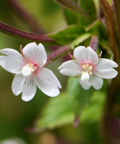 Cinnamon Willowherb Flower Seeds - Epilobium Coloratum - 100 Seeds - Image 1