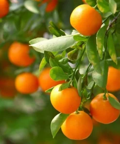 Clementine Mandarin Tree Live Plant 2-5 Inch Tall - Potted Orange Fruit Seedling Indoor/Outdoor - Image 3