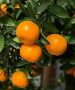 Clementine Mandarin Tree Live Plant 2-5 Inch Tall - Potted Orange Fruit Seedling Indoor/Outdoor - Image 5