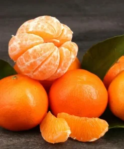 Clementine Mandarin Tree Live Plant 2-5 Inch Tall - Potted Orange Fruit Seedling Indoor/Outdoor - Image 6