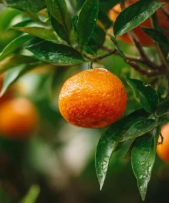 Clementine Mandarin Tree Live Plant 2-5 Inch Tall - Potted Orange Fruit Seedling Indoor/Outdoor - Image 7