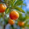 Clementine Mandarin Tree Live Plant 2-5 Inch Tall - Potted Orange Fruit Seedling Indoor/Outdoor - Image 1