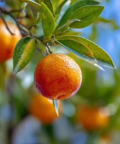 Clementine Mandarin Tree Live Plant 2-5 Inch Tall - Potted Orange Fruit Seedling Indoor/Outdoor - Image 1