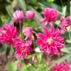 Clementine Red Columbine Flower Seeds - 50 Seeds - Aquilegia Vulgaris - Image 1