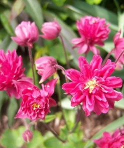 Clementine Red Columbine Flower Seeds - 50 Seeds - Aquilegia Vulgaris - Image 1