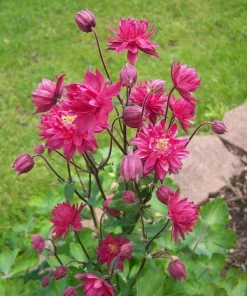 Clementine Red Columbine Flower Seeds - 50 Seeds - Aquilegia Vulgaris - Image 2